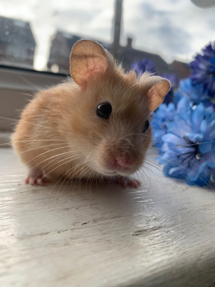 Adult dwarf hot sale hamster